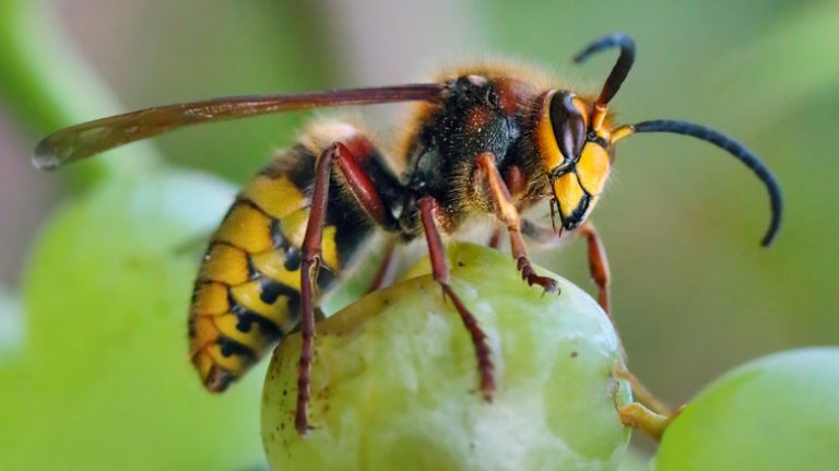 yellowjacket on grape