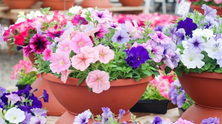 pink and purple petunias