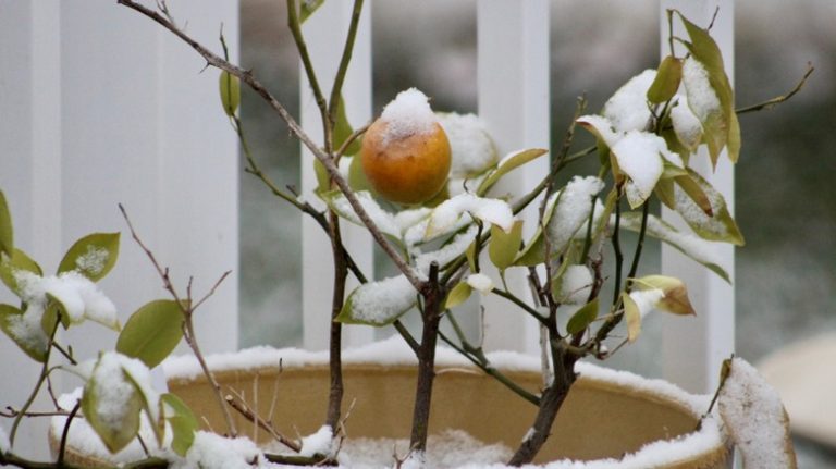 Frozen citrus tree