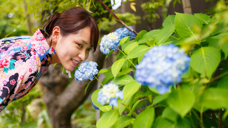 Woman smelling blue hydrangeas