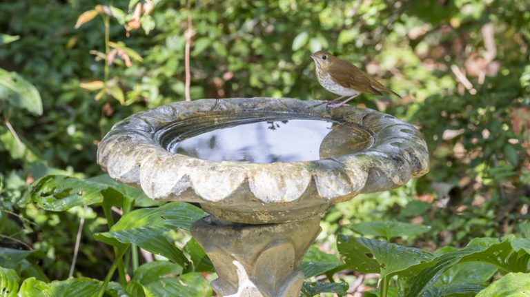 Bird in a birdbath