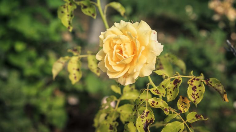 Black spot disease on rose