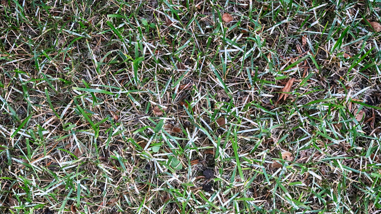 Using Baking Soda to Eliminate Powdery Mildew on Your Lawn Grass ...