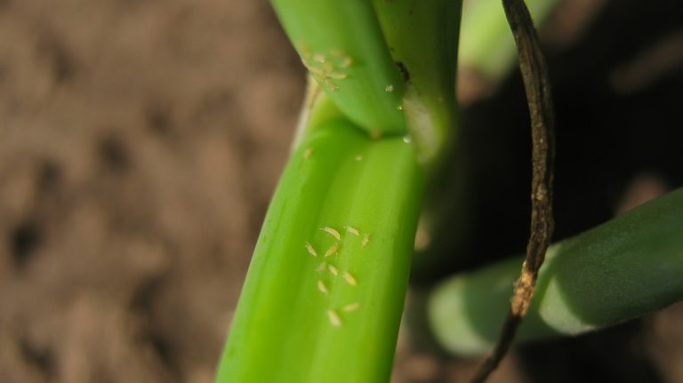 Thrip on onion leaf