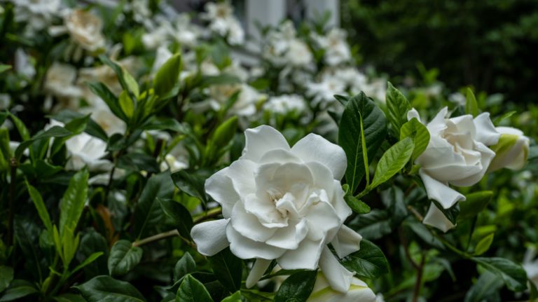 gardenias in garden