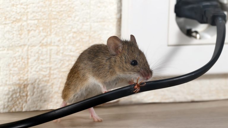 mouse gnawing on wire