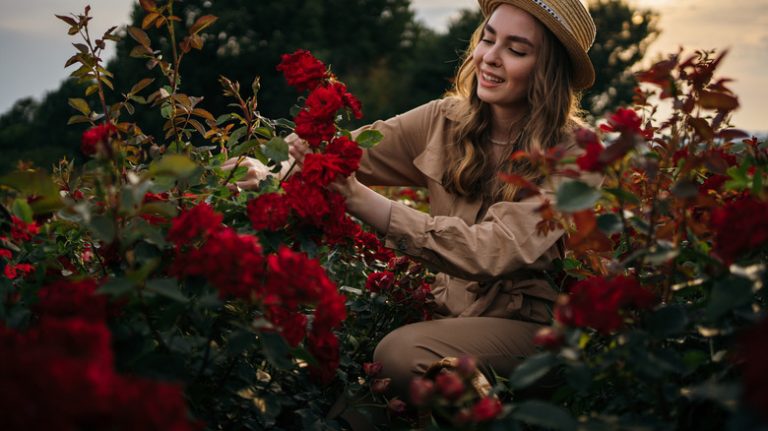 Person tending to roses