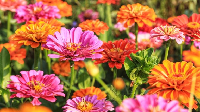 orange and pink colored zinnias