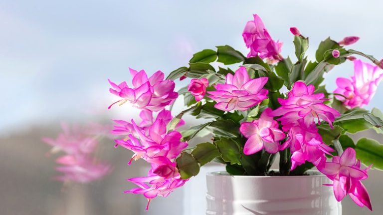 potted Christmas cactus
