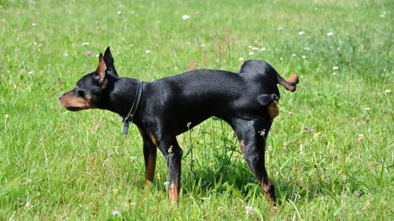 dog peeing in grass