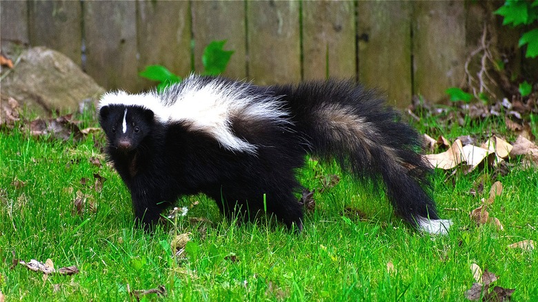 Skunk in yard