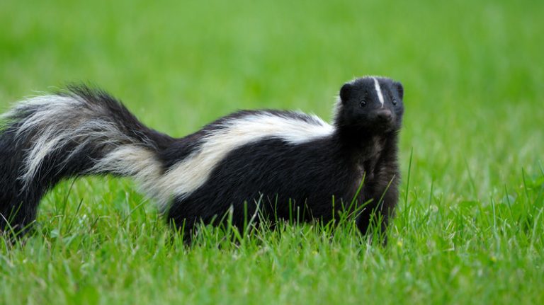 Skunk walking in yard