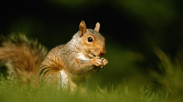 A squirrel eating a nut