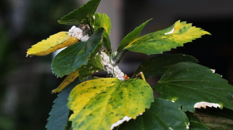 mealybug infestation on hibiscus