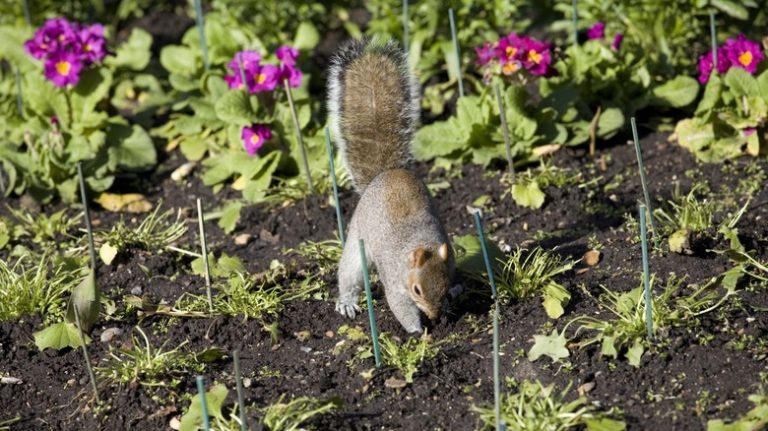 squirrel digging garden
