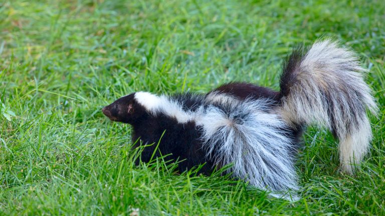 Striped skunks on grass