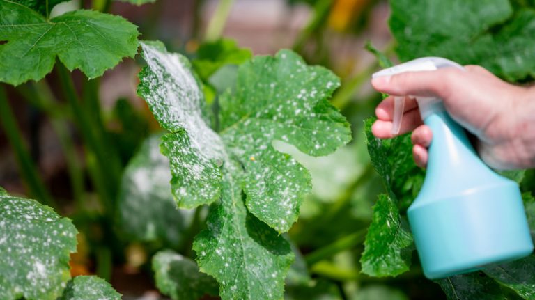 person treating powdery mildew