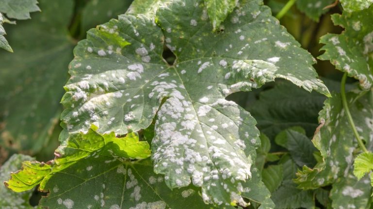 grape plant with powdery mildew