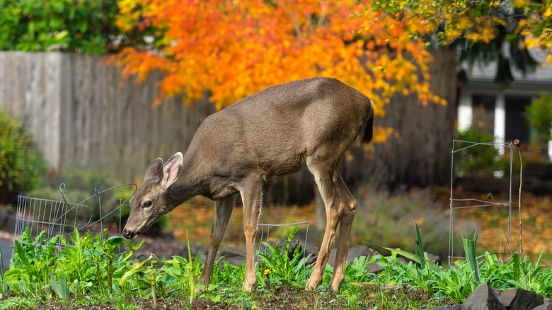 deer in the garden