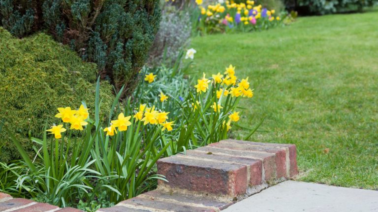 Daffodils border planting