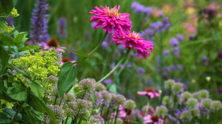 Summer border garden with zinnias