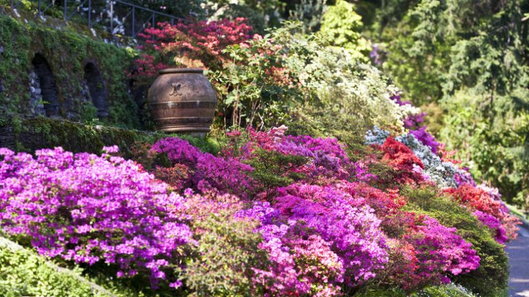 azaleas in garden