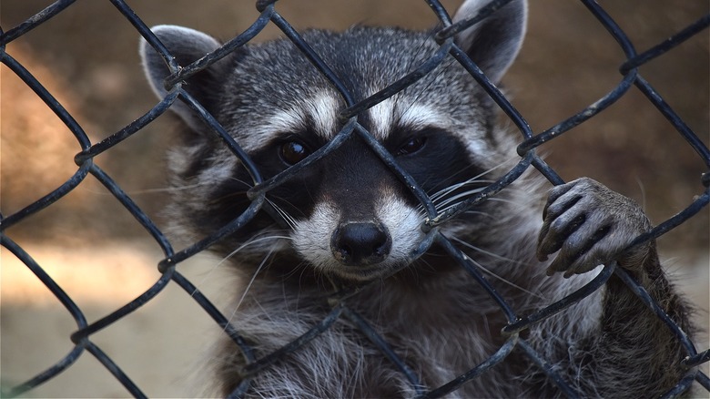 A raccoon at a fence