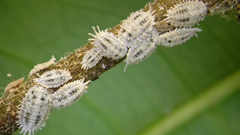 close up of several mealybugs
