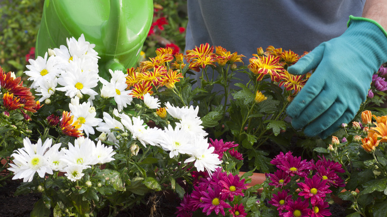 gardener watering chrysanthemums