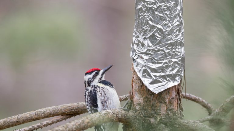 bird next to tree wrapped in foil