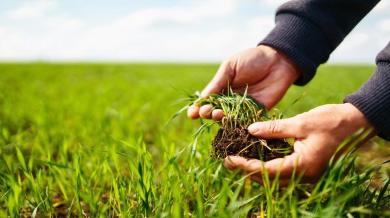 Hand touching grass