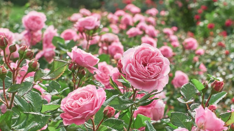 Garden roses