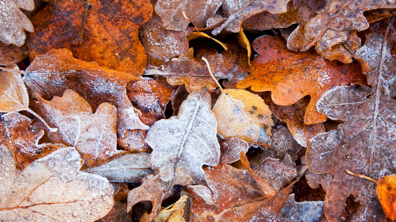 autumn leaves with frost