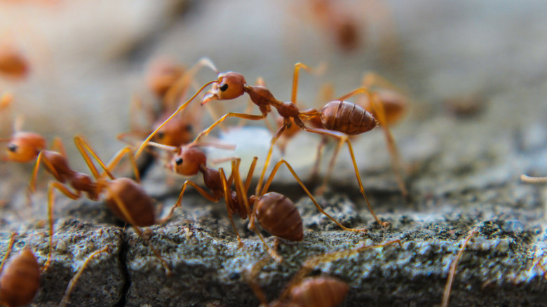 close up of fire ants
