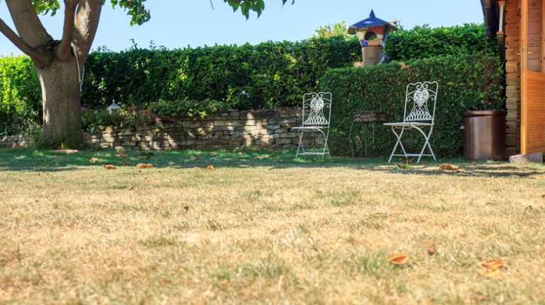 brown grass on lawn