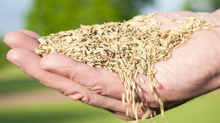 Grass seed in person's hand