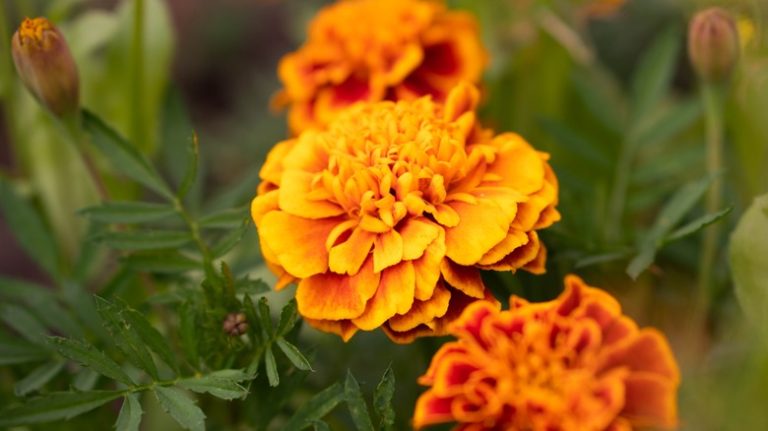 What is the optimal time of year to plant marigolds? - Global Ideas