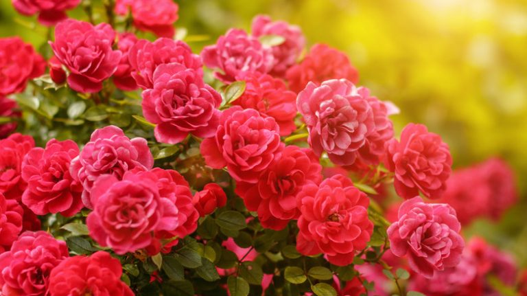 Close-up of red rose bush