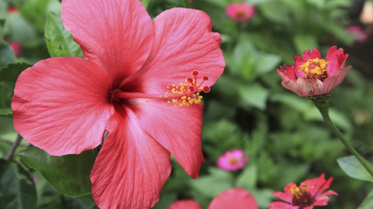 Hibiscus flower