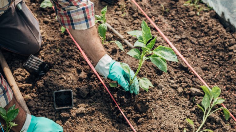 Planting pepper in garden