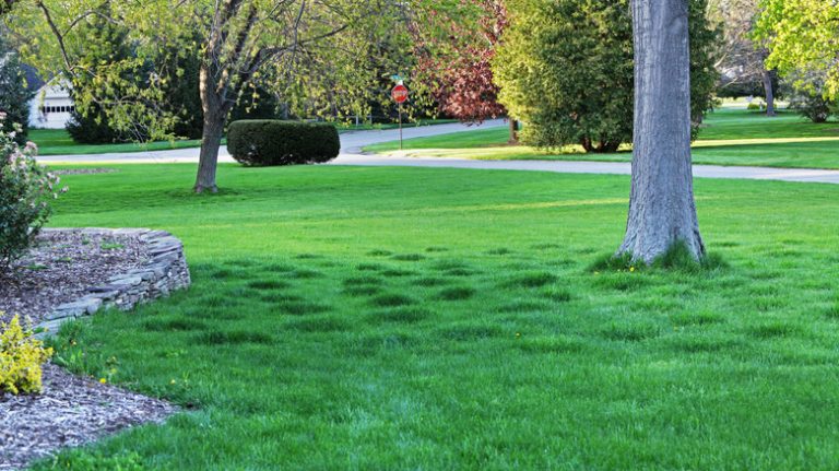 uneven lawn in front yard