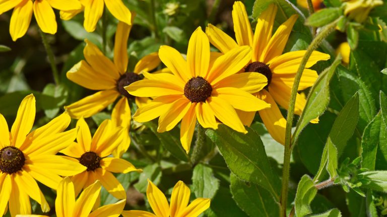 When is the Best Time to Divide Black-Eyed Susans? - Global Ideas