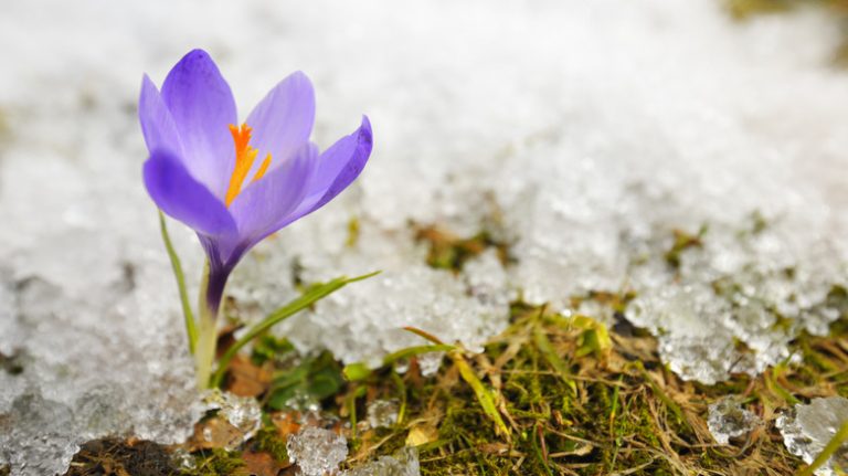 crocus in the melting snow