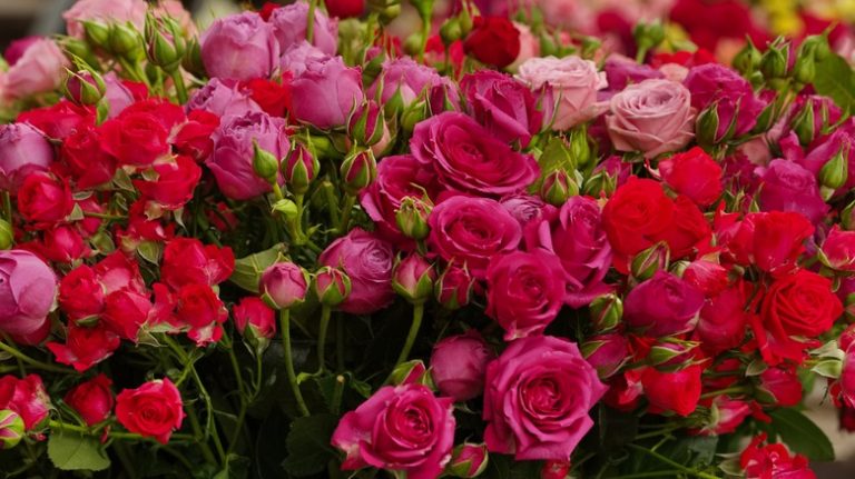 Pink and red roses