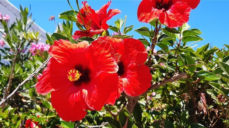 Red hibiscus flowers in garden