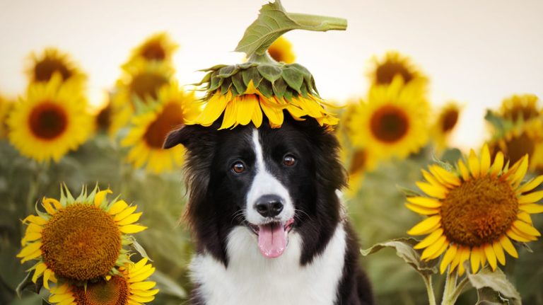 Border collie with sunflowers