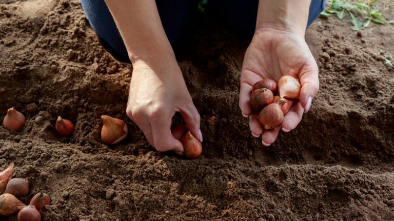 Person planting row of tulips