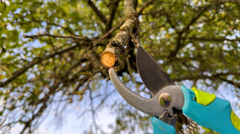 person pruning oak tree