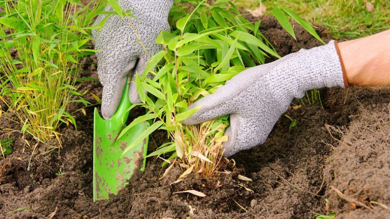 Dividing ornamental grasses