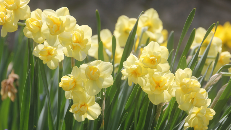 Yellow daffodil flowers